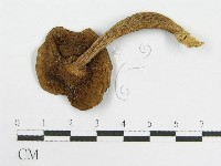 登錄號:F0012431藏品圖，第3張