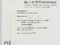 小皮傘屬藏品圖，第2張