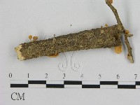 小皮傘屬藏品圖，第1張