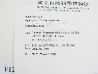 微皮傘屬藏品圖，第2張