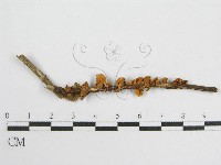 微皮傘屬藏品圖，第3張