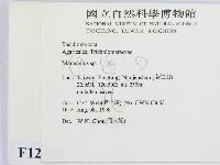 小皮傘屬藏品圖，第2張