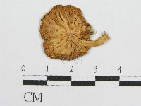 登錄號:F0012437藏品圖，第3張