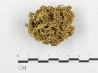 登錄號:F0012438藏品圖，第1張