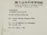 頭狀禿馬勃藏品圖，第2張
