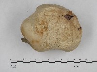 頭狀禿馬勃藏品圖，第1張