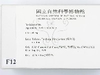 杯傘屬藏品圖，第2張