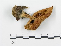 登錄號:F0012443藏品圖，第1張