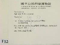 小菇屬藏品圖，第2張