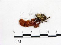 登錄號:F0012445藏品圖，第3張