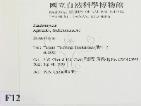 小皮傘屬藏品圖，第2張