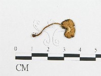 登錄號:F0012448藏品圖，第3張