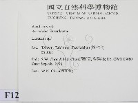 乳菇屬藏品圖，第2張