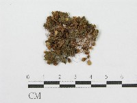 登錄號:F0012453藏品圖，第1張