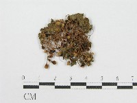 登錄號:F0012453藏品圖，第3張