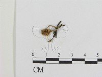 登錄號:F0012454藏品圖，第1張