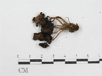 登錄號:F0012455藏品圖，第3張