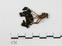 登錄號:F0012455藏品圖，第4張