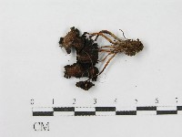 登錄號:F0012455藏品圖，第5張