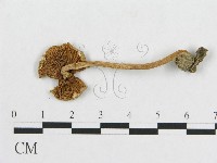 登錄號:F0012457藏品圖，第1張