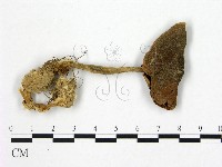 登錄號:F0012459藏品圖，第1張