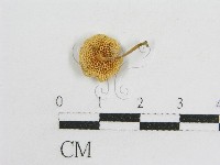登錄號:F0012460藏品圖，第1張