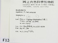 小皮傘屬藏品圖，第2張