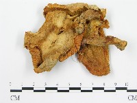 登錄號:F0012464藏品圖，第1張