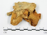 登錄號:F0012464藏品圖，第3張