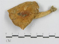紅菇屬藏品圖，第3張