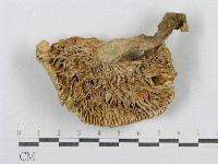 登錄號:F0012467藏品圖，第3張