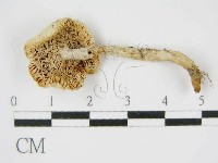 登錄號:F0012469藏品圖，第1張
