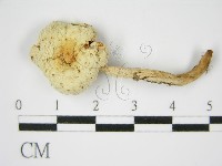 登錄號:F0012469藏品圖，第3張