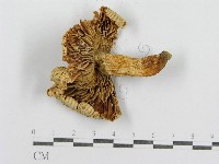 紅菇屬藏品圖，第1張