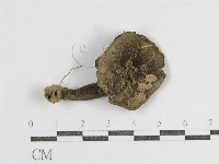登錄號:F0012472藏品圖，第3張