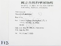 紅菇屬藏品圖，第2張