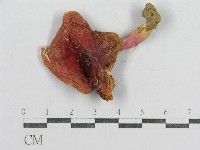 紅菇屬藏品圖，第3張