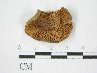 登錄號:F0012475藏品圖，第1張