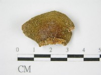 登錄號:F0012475藏品圖，第3張