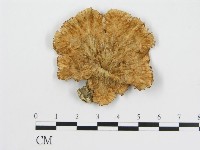 登錄號:F0012476藏品圖，第1張