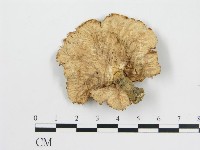 登錄號:F0012476藏品圖，第3張