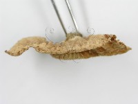 登錄號:F0012476藏品圖，第4張