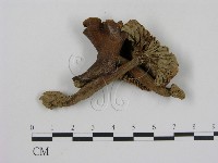 登錄號:F0012478藏品圖，第1張