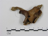 登錄號:F0012478藏品圖，第3張