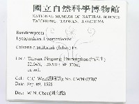 頭狀禿馬勃藏品圖，第2張