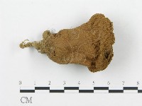 頭狀禿馬勃藏品圖，第3張