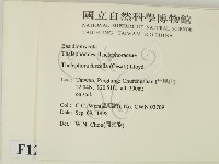 棕色革菌藏品圖，第2張