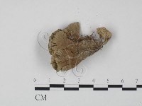 棕色革菌藏品圖，第3張