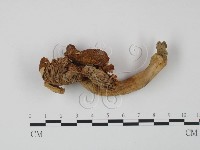 登錄號:F0012482藏品圖，第1張