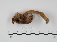 登錄號:F0012482藏品圖，第3張